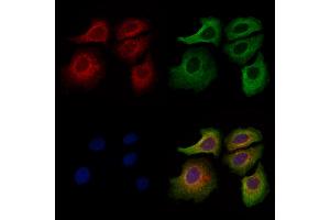 ABIN7094708 and ABIN7098759 staining Hela cells by IF/ICC.
