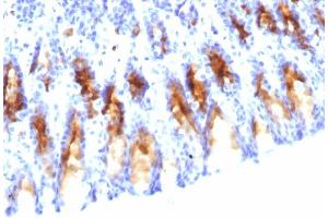 Formalin-fixed, paraffin-embedded Rat Stomach stained with MUC5AC Mouse Monoclonal Antibody (45M1).