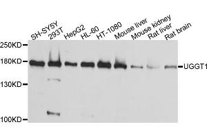 Western blot analysis of extracts of various cell lines, using μgGT1 antibody (ABIN5995527) at 1/1000 dilution. (UGGT1 anticorps)