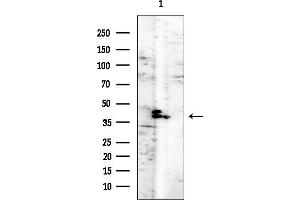 Western blot analysis of lysates from Rat kidney, using PPP1R7 Mouse Monoclonal Antibody at 1/1000 dilution.