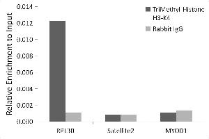 Chromatin immunoprecipitation analysis of extracts of HeLa cells, using H3K4me3 antibody (ABIN3023253, ABIN3023254, ABIN3023255, ABIN1513001 and ABIN6219512) and rabbit IgG. (Histone 3 anticorps  (H3K4me3))