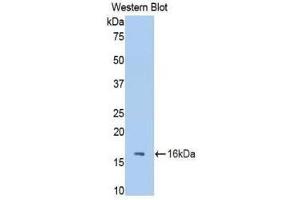 Western Blotting (WB) image for anti-Fetuin B (FETUB) (AA 28-141) antibody (ABIN1858846)
