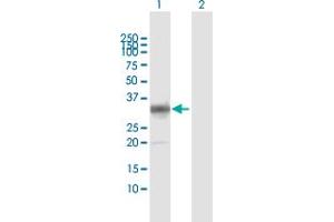 Western Blot analysis of PLSCR1 expression in transfected 293T cell line by PLSCR1 MaxPab polyclonal antibody. (PLSCR1 anticorps  (AA 1-318))
