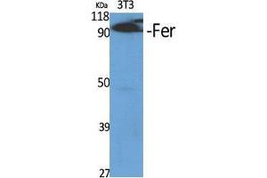Western Blot (WB) analysis of specific cells using Fer Polyclonal Antibody. (FER anticorps  (Ser376))