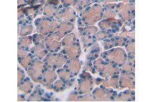 IHC-P analysis of Rat Pancreas Tissue, with DAB staining.