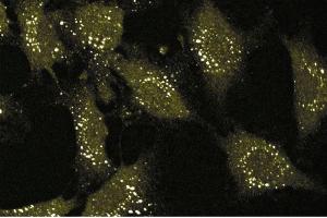 Immunofluorescence staining of human endothelial cells. (CD51 anticorps  (AA 609-722))