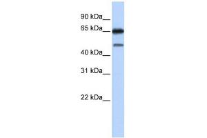 NR2C2 antibody used at 1 ug/ml to detect target protein. (TR4 anticorps  (N-Term))