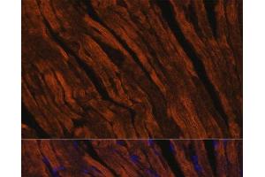 Immunofluorescence analysis of Mouse heart using MYH6 Polyclonal Antibody at dilution of 1:100.