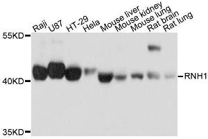 Western blot analysis of extracts of various cell lines, using RNH1 antibody. (RNH1 anticorps  (AA 202-461))