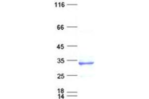 Validation with Western Blot (FCER2 Protein (DYKDDDDK Tag))