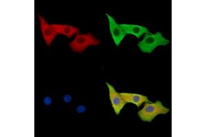 ABIN7096709 and ABIN7100774 staining HepG2 cells by IF/ICC. (Zona Pellucida Glycoprotein 3 anticorps)