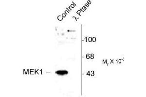 Image no. 2 for anti-Mitogen-Activated Protein Kinase Kinase 1 (MAP2K1) (pThr386) antibody (ABIN221148) (MEK1 anticorps  (pThr386))