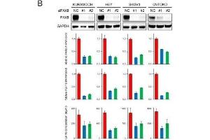 PAX8 knockdown decreased FGF18 production and cellular motility.
