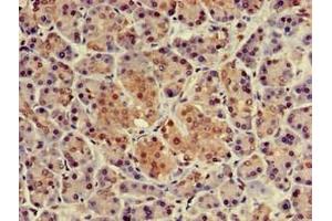 Immunohistochemistry of paraffin-embedded human pancreatic tissue using ABIN7161848 at dilution of 1:100 (NUPR1 anticorps  (AA 2-64))