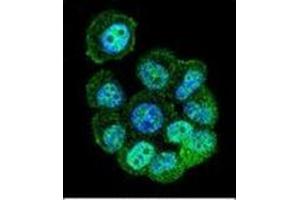 Confocal immunofluorescent analysis of RACGAP1 Antibody (N-term) Cat.