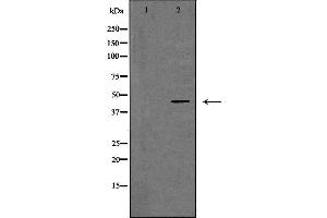 Western blot analysis of extracts of mouse heart tissue , using GNA15 antibody. (GNA15 anticorps  (C-Term))