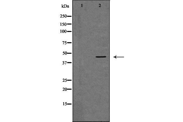 GNA15 anticorps  (C-Term)