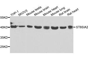 Western blot analysis of extracts of various cells, using ST8SIA2 antibody. (ST8SIA2 anticorps)