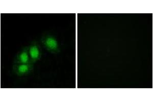 Immunofluorescence (IF) image for anti-Histidine Triad Nucleotide Binding Protein 1 (HINT1) (AA 71-120) antibody (ABIN2889495) (HINT1 anticorps  (AA 71-120))