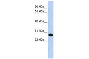 Image no. 1 for anti-Family With Sequence Similarity 119A (FAM119A) (N-Term) antibody (ABIN6741187) (FAM119A anticorps  (N-Term))
