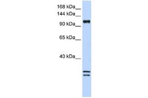 Western Blotting (WB) image for anti-NCK-Associated Protein 1-Like (NCKAP1L) antibody (ABIN2459127) (NCKAP1L anticorps)