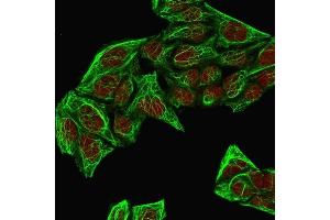 Immunofluorescence Analysis of MeOH-fixed HeLa cells labeling KRT7 with KRT7 Mouse Monoclonal Antibody (KRT7/760 + OV-TL12/30) followed by Goat anti-Mouse IgG-CF488 (Green).