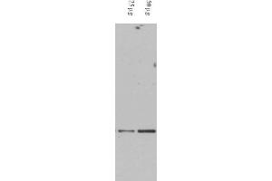Image no. 1 for anti-Death-Domain Associated Protein (DAXX) (AA 261-274) antibody (ABIN401370) (DAXX anticorps  (AA 261-274))