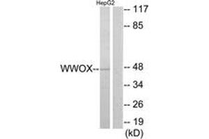 Western Blotting (WB) image for anti-WW Domain Containing Oxidoreductase (WWOX) (AA 1-50) antibody (ABIN2890030) (WWOX anticorps  (AA 1-50))