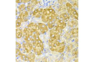 Immunohistochemistry (IHC) image for anti-Cystathionine-beta-Synthase (CBS) (AA 252-551) antibody (ABIN3021959)