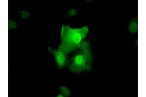 Anti-TTC32 mouse monoclonal antibody (ABIN2453735) immunofluorescent staining of COS7 cells transiently transfected by pCMV6-ENTRY TTC32 (RC209334). (TTC32 anticorps)
