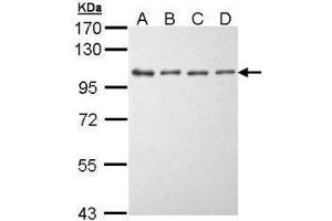 WB Image Sample (30 ug of whole cell lysate) A: A431 , B: H1299 C: Hela D: Hep G2 , 7.