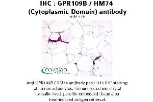 Image no. 1 for anti-Hydroxycarboxylic Acid Receptor 3 (HCAR3) (3rd Cytoplasmic Domain) antibody (ABIN1734899) (GPR109B anticorps  (3rd Cytoplasmic Domain))