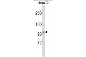 ARID5B Antibody (Center) (ABIN1538384 and ABIN2849061) western blot analysis in HepG2 cell line lysates (35 μg/lane). (ARID5B anticorps  (AA 389-418))