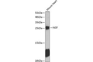 Western blot analysis of extracts of mouse heart, using NGF antibody (ABIN6132234, ABIN6144609, ABIN6144611 and ABIN6218093) at 1:1000 dilution. (Nerve Growth Factor anticorps  (AA 19-241))