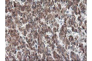 Image no. 7 for anti-Ribophorin 1 (RPN1) antibody (ABIN1500748) (RPN1 anticorps)