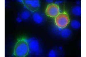 Immunofluorescence of Goat anti-biotin DyLight 488 antibody. (Biotin anticorps  (DyLight 488))