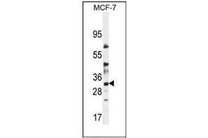 Western blot analysis of LYSMD4 Antibody (N-term) in MCF-7 cell line lysates (35ug/lane).