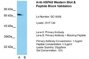 Host: Rabbit  Target Name: HSPA8  Sample Tissue: Human 293T cell  Lane A:  Primary Antibody Lane B:  Primary Antibody + Blocking Peptide Primary Antibody Concentration: 1 µg/mL Peptide Concentration: 5.