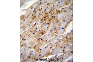 ALDH1L2 Antibody immunohistochemistry analysis in formalin fixed and paraffin embedded mouse heart tissue followed by peroxidase conjugation of the secondary antibody and DAB staining. (ALDH1L2 anticorps  (C-Term))
