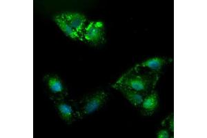 Immunofluorescence (IF) image for anti-alpha-Fetoprotein (AFP) (AA 19-397) antibody (ABIN2716008)