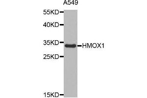 Western blot analysis of extracts of A549 cell line, using HMOX1 antibody. (HMOX1 anticorps  (AA 1-288))
