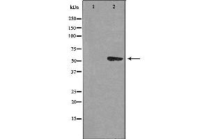 Western blot analysis of extracts from HUVEC cells using CEP55 antibody. (CEP55 anticorps  (C-Term))