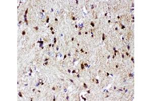 IHC-P: p73 antibody testing of rat brain tissue