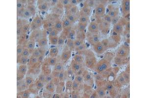 Used in DAB staining on fromalin fixed paraffin- embedded liver tissue (PNP anticorps  (AA 1-289))