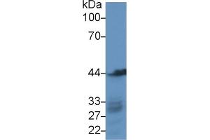 Detection of ACTG in Human HepG2 cell lysate using Polyclonal Antibody to Gamma Actin (ACTG)