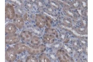 Detection of RGN in Rat Kidney Tissue using Polyclonal Antibody to Regucalcin (RGN)
