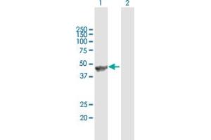Western Blot analysis of ANGPTL5 expression in transfected 293T cell line by ANGPTL5 MaxPab polyclonal antibody. (ANGPTL5 anticorps  (AA 1-388))