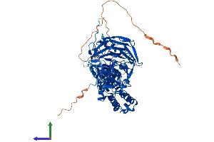 AlphaFold protein structure predicition of Mouse Recombinant Klhl13 Protein, UniprotID Q80TF4
