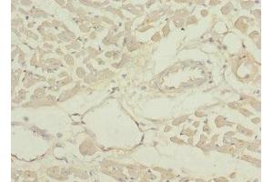 Immunohistochemistry of paraffin-embedded human heart tissue using ABIN7166902 at dilution of 1:100