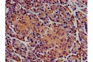 IHC image of ABIN7163131 diluted at 1:400 and staining in paraffin-embedded human pancreatic tissue performed on a Leica BondTM system.